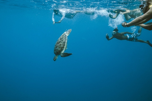 Snorkel schildpad Bali